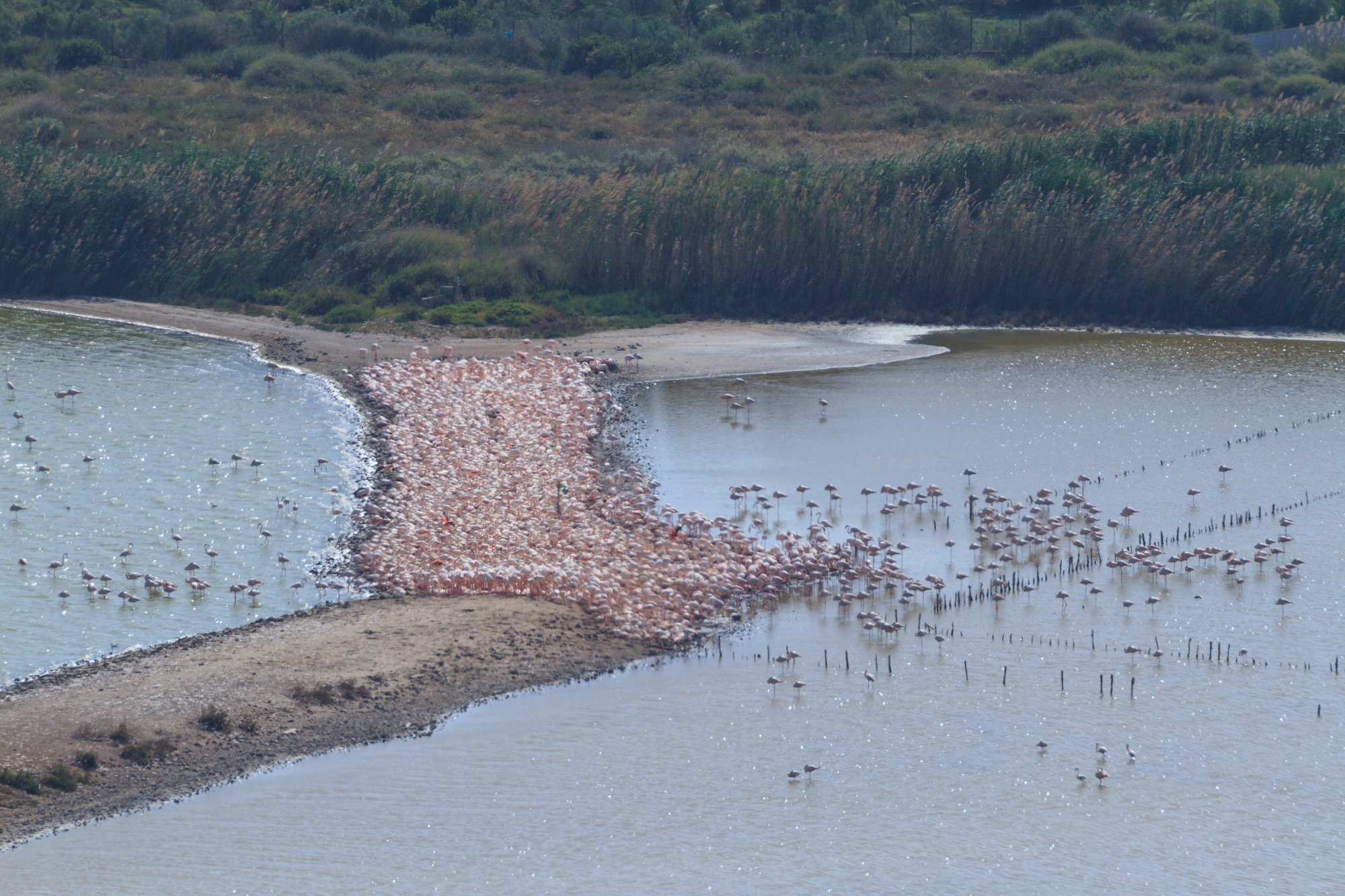 parco di molentargius saline cagliari